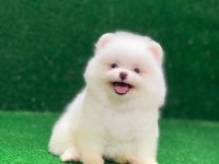 Kar Beyaz Pomeranian Boo Yavrumuz