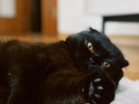 Ücretsiz cins kediler ve köpekler yuva arıyor