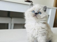 British longhair kedimiz