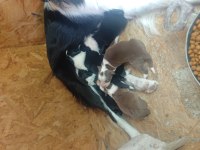 A Ve B Şecereli Kıf Kayitli Border Collie Yavrular