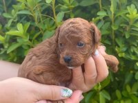 İZMİR BORNOVA TOY POODLE