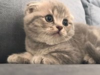 2 dişi 1 erkek scottish fold