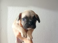 FRENCH BULLDOG KÖPEĞİMİZ