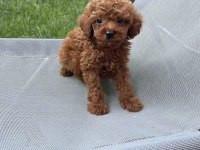 Toy Poodle İçin Ulaşın