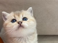 SAFKAN EV ÜRETİMİ ŞECERELİ A KALİTE KEDİMİZ