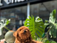 SAĞLIK VE IRK GARANTİLİ TOY POODLE