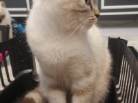 Acil yuva arıyorum scottish fold kedilerime