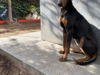 İsabella, Blue ve Kızıl renk özel eğitimli dobermanlar