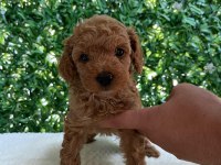Kilo ve Boy Garantili Toy Poodle Yavrularım