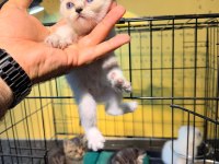 Uygun british shorthair yavrular