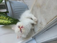 İran Kedisi Egzotik Longhair 2 Aylık Dişi