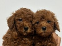 Altın Kızlar Yeni Evlerine Gitmeye Hazır Köpekler
