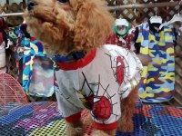 Erkek toy poodle