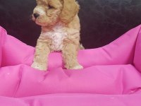 İNANILMAZ GÜZELLİKTE MALTİPOO YAVRULAR