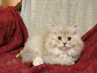 Sütten kesilen safkan british longhair bebekler
