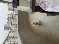 Sahiplendirilecek pomeranian köpeğimiz hera
