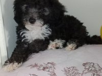Evde bakılabilecek en uygun cins toy poodle