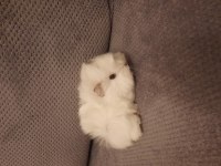 Peruvan ginepig yavrusu