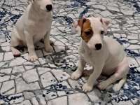 KISA BACAK JACK RUSSELL