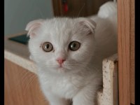 4 aylık scottish fold