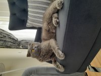 Dişi scottish fold
