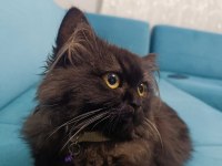 BRİTİSH SHORTHAİR KEDİM