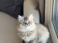GÜZEL BEBEĞİM SAFKAN A KALİTE BRİTİSH LONGHAİR YAVRU