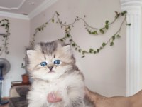 British longhair yavruları