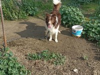 Şecereli anne babadan kahverengi beyaz border collie yavru