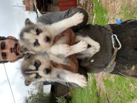 Üst Kalite Husky (Sibirya Kurdu) Yavrular