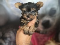 Yorkshire Terrier Bebekler