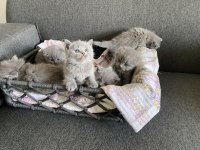 Gri British Shorthair yavrular