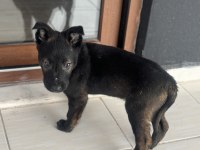 Koyu renk kara maskeli erkek dişi belçika kurdu yavrular