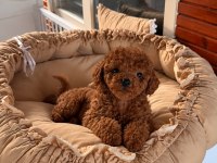 Toypoodle Kore Kan Yavrularımız 