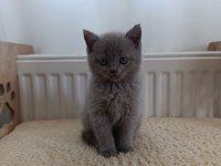 British Shorthair Yavrularımız