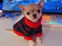 Teacup chihuahua