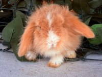GARANTILI HOLLANDA TEDDY LOP TAVŞANLAR