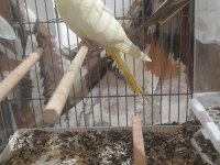 Kırmızı göz lutino sultan papağanı
