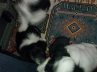 Yavrularım anne morkie baba maltese 0 numaradır