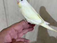 30 GÜNLÜK CREMİO DİŞİ BEBEK MUHABBET KUŞU