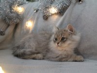 British Longhair Kartpostal Sanacaksınız