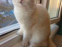 11 aylık scottish fold beyaz