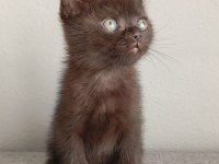 Çikolata british shorthair erkekler