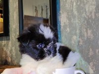 BÜYÜMEYEN BOY MİNYATÜR TEACUP MORKİE BEBEK