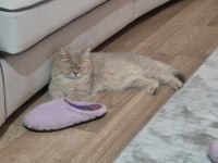 1 Buçuk Yaşında Dişi British Shorthair