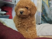 Irk Ve Sağlık Garantili Toy Poodle Yavrumuz