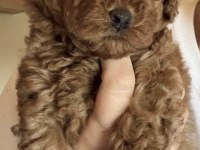 Toy Poodle Eğitimli Köpeğimiz İçin Ulaşınız