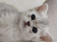 Scottish fold yavruları