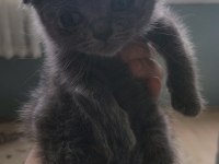 Orjinal british longhair yavruları 1 erkek 2 dişi