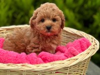 Teacup Garantili Maltipo Yavrularımız